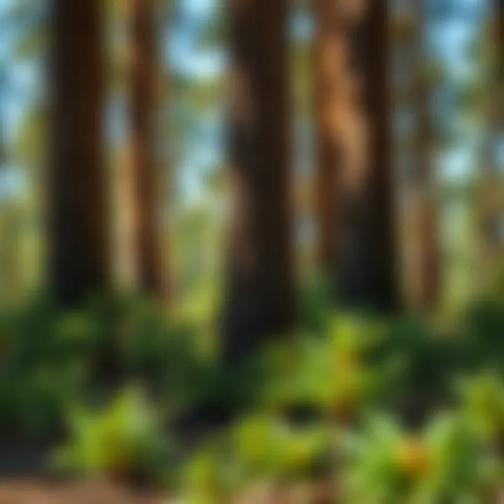 Magnificent Effective Strategies for Pine Beetle Prevention
