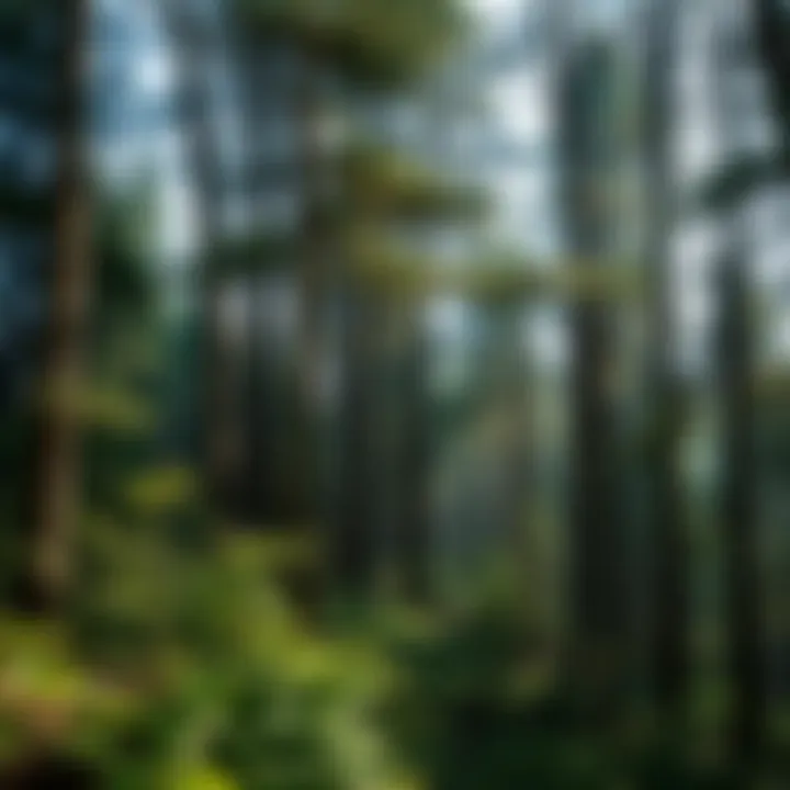 Magnificent Exploring Northern Hardwoods: Ecology, Management, and Conservation