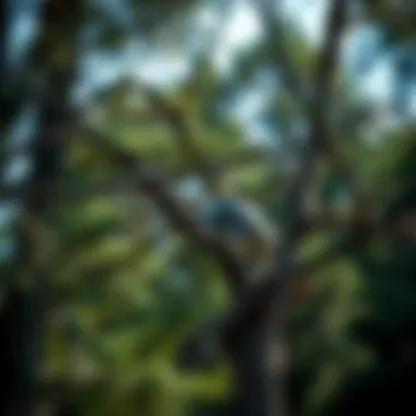 Magnificent Practical Guide to Limb Trimming in Trees