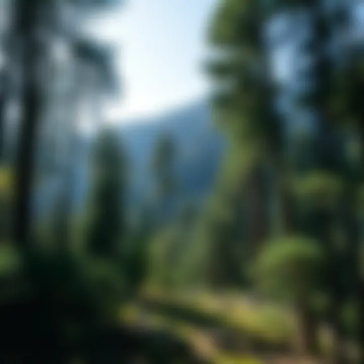 Magnificent Understanding Sustainable Forests: A Comprehensive Examination