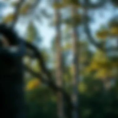 Magnificent When Is It Safe to Trim Trees: A Comprehensive Guide