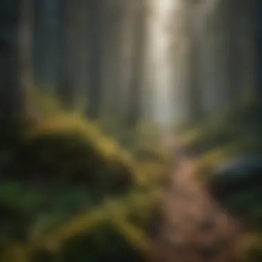 Stages of Ecological Succession in Forests A vibrant forest illustrating different stages of ecological succession