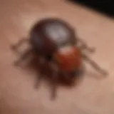 Close-up of a tick on skin