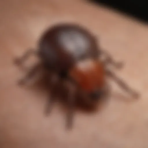 Close-up of a tick on skin