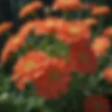 A close-up of vibrant Achillea flowers in full bloom, showcasing their intricate petal structure