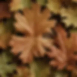 Detailed close-up of oak leaves showcasing their unique lobed structure