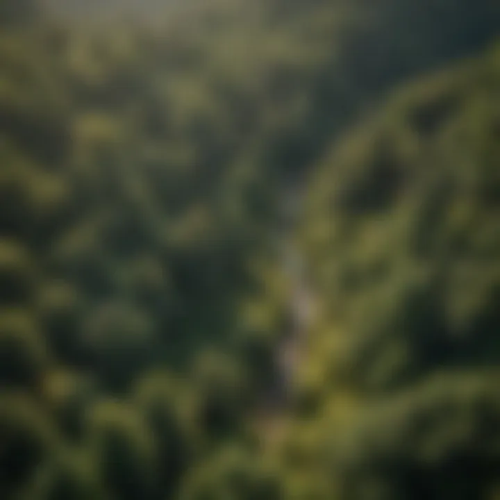 Aerial view of a lush forest showcasing diverse tree species