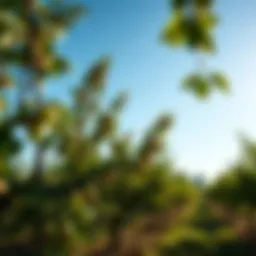 A lush hazelnut orchard under a clear blue sky, showcasing sustainable farming practices.