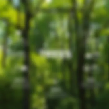 Ecological Benefits of Trees Infographic illustrating the benefits of trees for the ecosystem