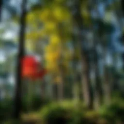 A lush forest showcasing various tree species