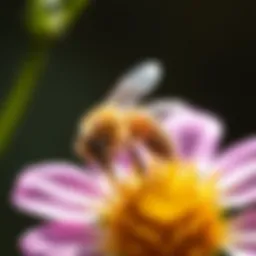 A close-up of a honeybee collecting pollen from a vibrant flower