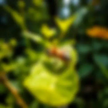 Solitary Bee in a Garden A solitary bee resting on a leaf in a lush garden