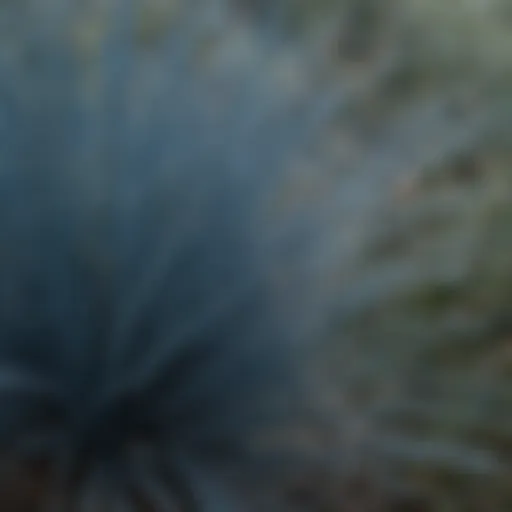 Close-up view of blue fescue grass blades showcasing their unique texture and color