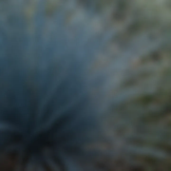 Close-up view of blue fescue grass blades showcasing their unique texture and color