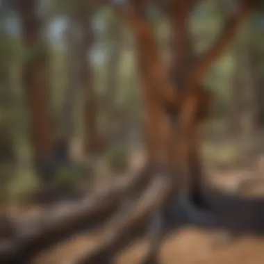 Bristlecone pine forest illustrating the ecological significance of the species