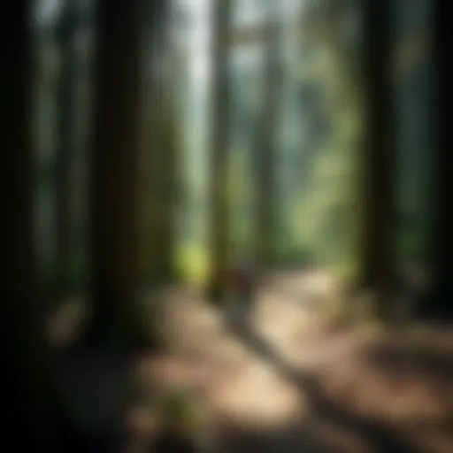 Illustration of calcium's role in forest soil health