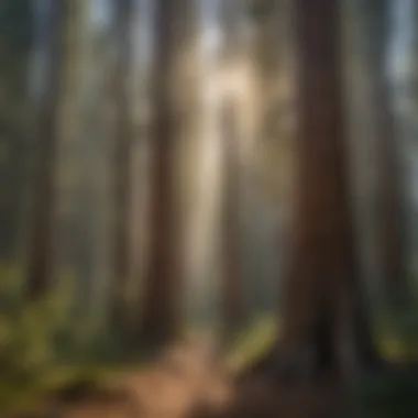 Tranquil scene from Sequoia National Park with towering trees and sunlight.