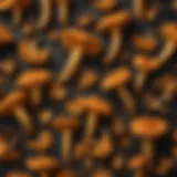 Vibrant chanterelle mushroom spores displayed on a dark surface