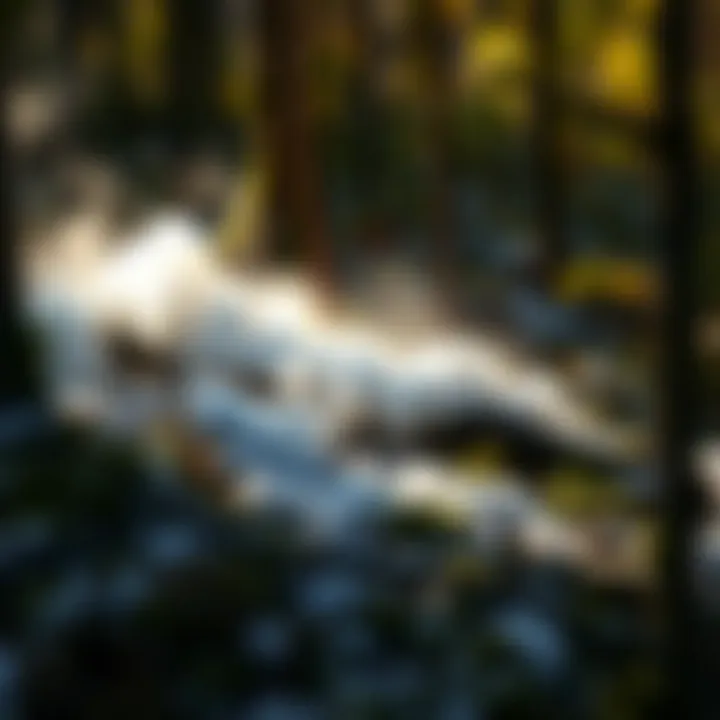 Evaluating the Environmental Considerations of Foam Usage Environmental impact assessment of foam in forest fire management