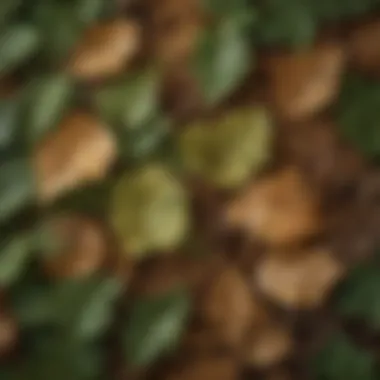 Intricate Venation of Elm Leaves Close-up view of elm leaves showcasing their intricate venation