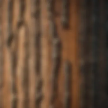 A detailed look at the bark texture of Tsuga caroliniana