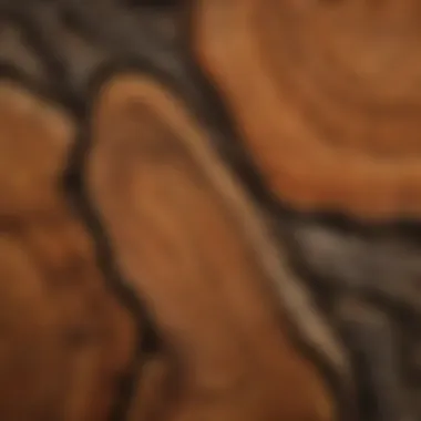 Intricate Hardwood Texture A close-up photograph highlighting the intricate texture and grain of a specific hardwood log.