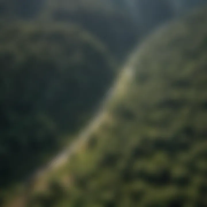 Aerial view of a lush forest showcasing sustainable forestry practices