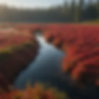 Cranberry bogs surrounded by lush greenery and water sources