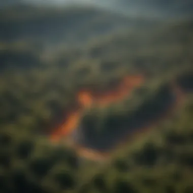 Aerial view of a forest landscape showing varied vegetation and fire break lines