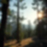 Effective Strategies for Pine Beetle Prevention Introduction
