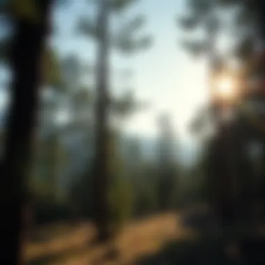 Effective Strategies for Pine Beetle Prevention Introduction