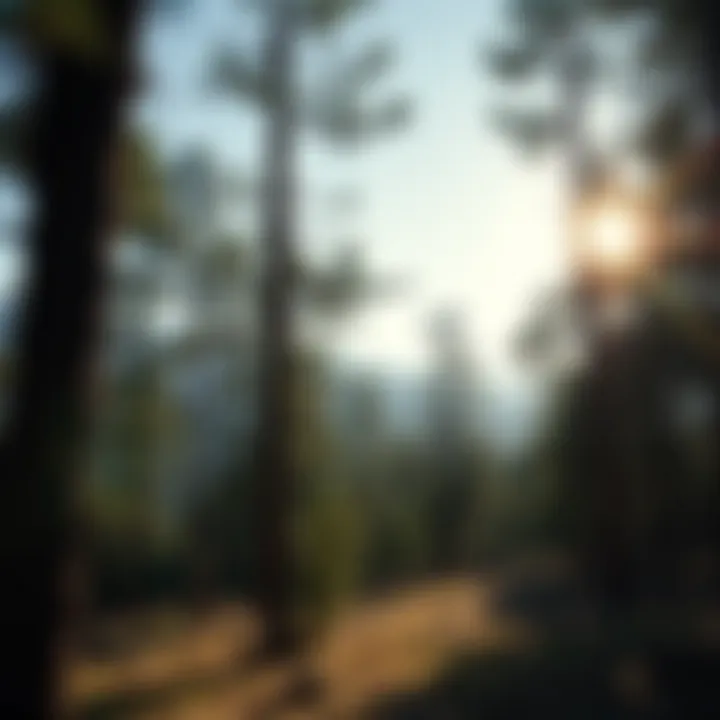 Effective Strategies for Pine Beetle Prevention Introduction