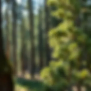 Notable Effective Strategies for Pine Beetle Prevention