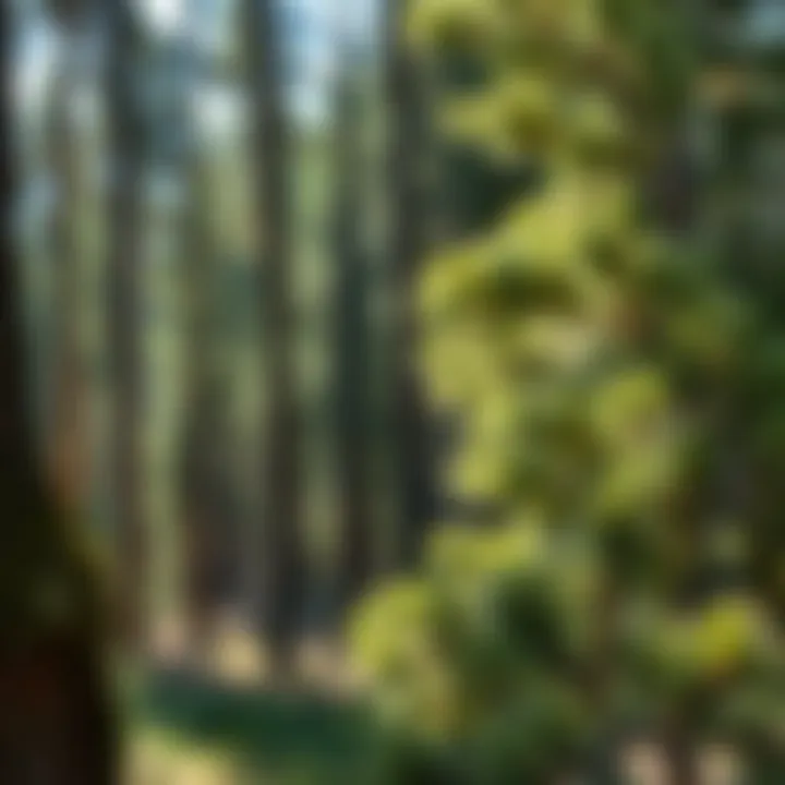 Notable Effective Strategies for Pine Beetle Prevention
