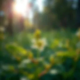 Close-up of leafy spurge plant showing distinctive leaves and flowers