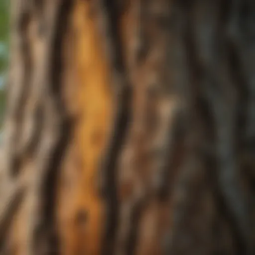 Close-up view of elm tree bark