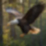 A majestic bald eagle soaring above a wilderness area