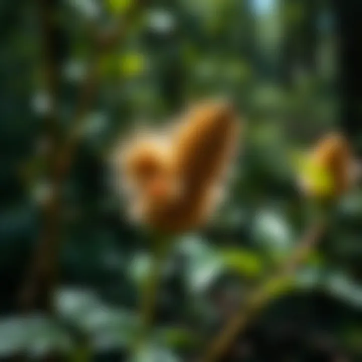 A close-up of a unique plant species threatened by habitat destruction