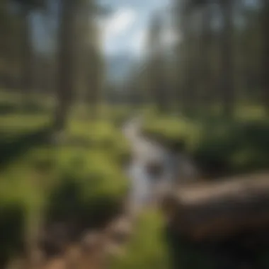 A panoramic view of the diverse landscapes in Estes Park National Forest