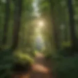 A panoramic view of the lush forests in Massachusetts showcasing diverse flora.