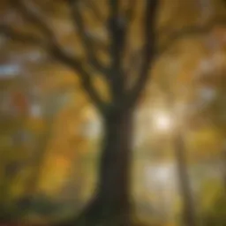 A canopy of diverse trees showcasing the beauty of the Allegheny region