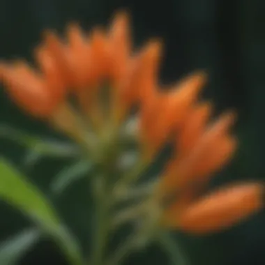 Close-up of butterfly milkweed flower showcasing its unique structure