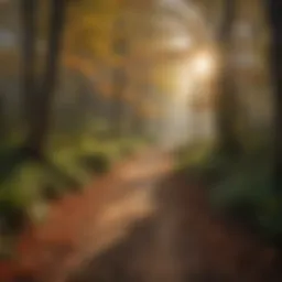 Lush forest trail in Illinois during autumn