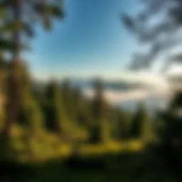 Scenic view of Beartree Campground surrounded by lush greenery