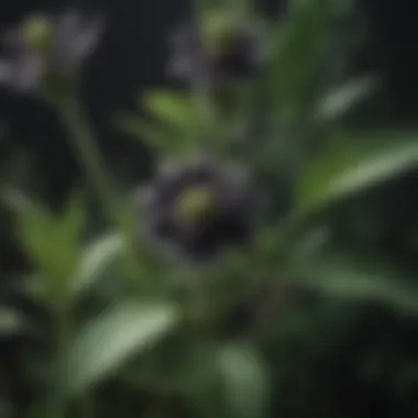 Botanical Features of Black Henbane Botanical illustration of Black Henbane plant highlighting its characteristics.