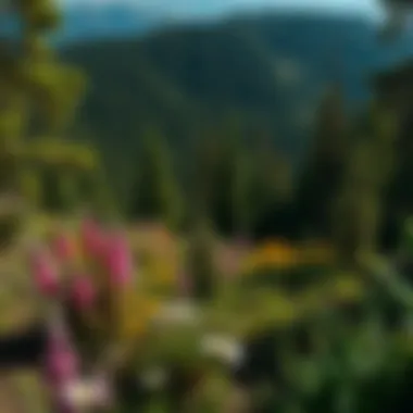 A diverse ecosystem showcasing the rich flora and fauna of the Black Hills