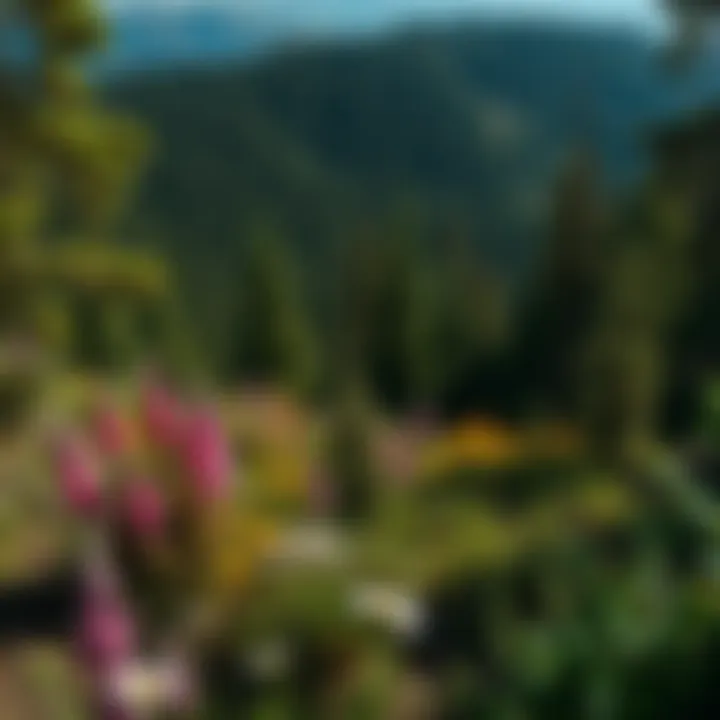 A diverse ecosystem showcasing the rich flora and fauna of the Black Hills