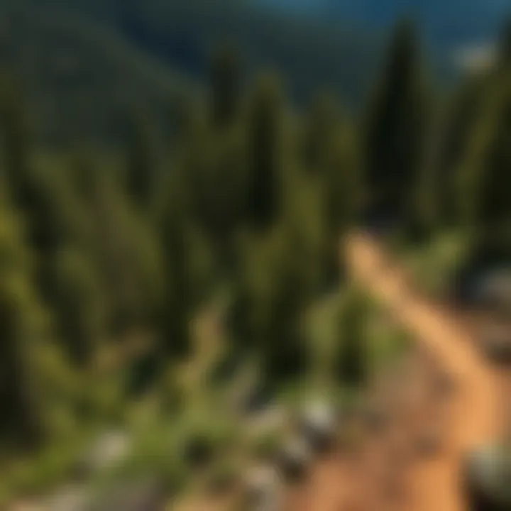 Scenic view of a winding bike trail through the lush Black Hills forest
