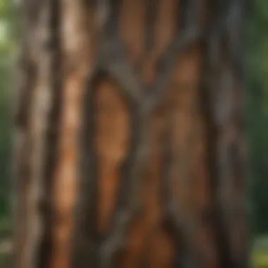 Close-up of a tree with intricate bark patterns