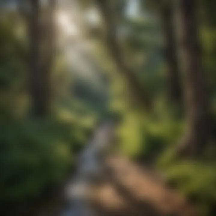 Lush vegetation surrounding the Dry Creek Trailhead